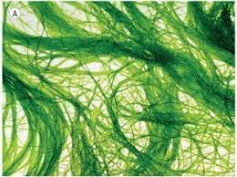 Algas verdes ou clorofíceas