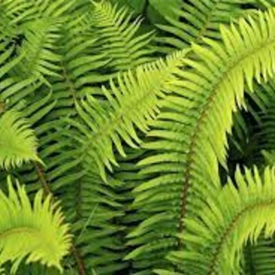 Timeline: Ted Biologia timeline