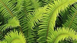 Timeline: Ted Biologia timeline