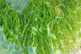 algas verdes (primitivas)