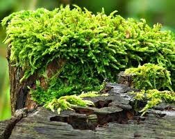 briófitas