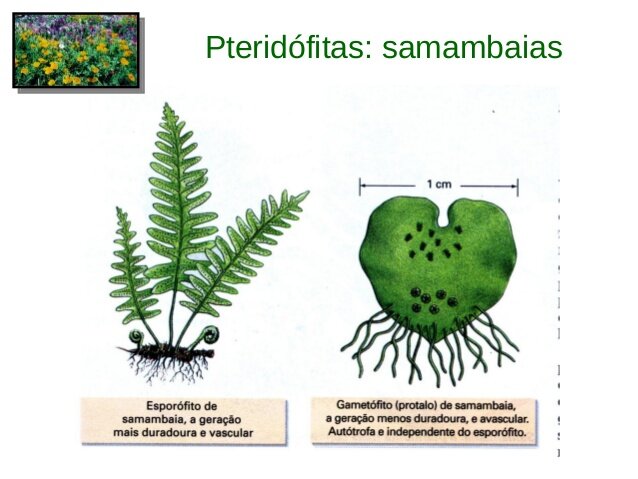 Pteridófitas: esporófito e gametófito