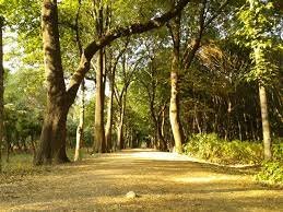 Asociación Ecológica de Coyoacán