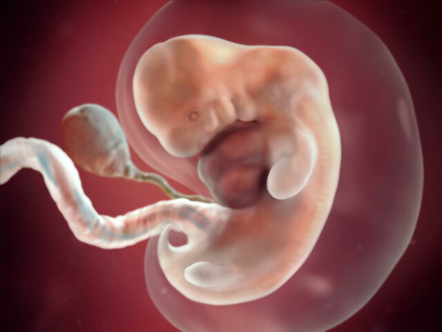 7 Weeks Pregnant