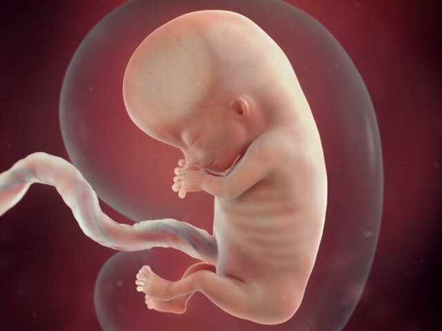 11 Weeks Pregnant
