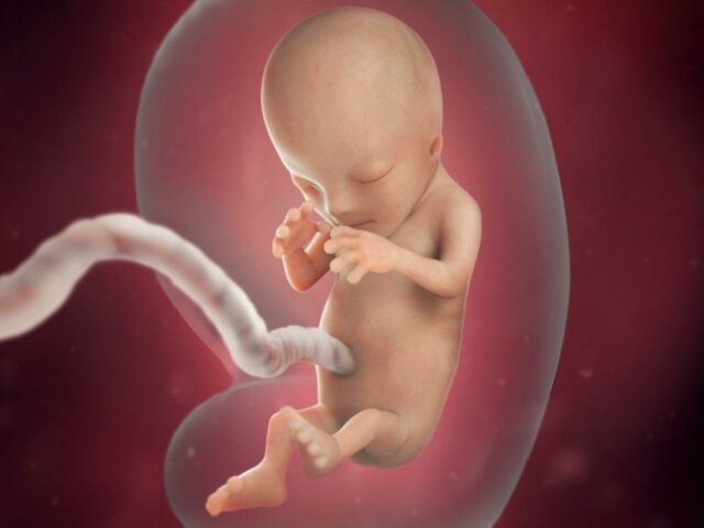 12 Weeks Pregnant