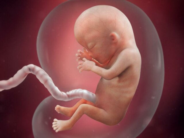 13 Weeks Pregnant