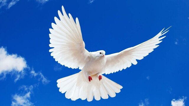palomas