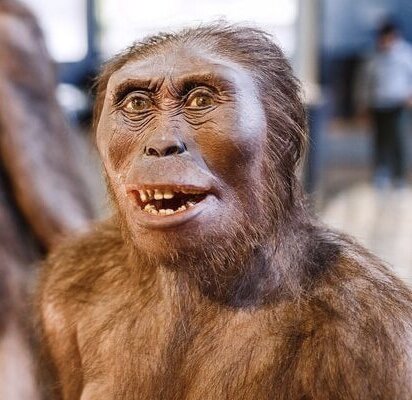 HOMO ERECTUS