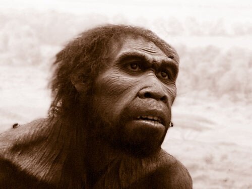 HOMO ERGASTER