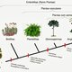 Evolução das plantas 1