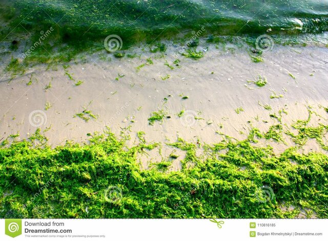 Algas Verdes- Pré Plantas (reino protista)
