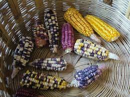 Maize domestication