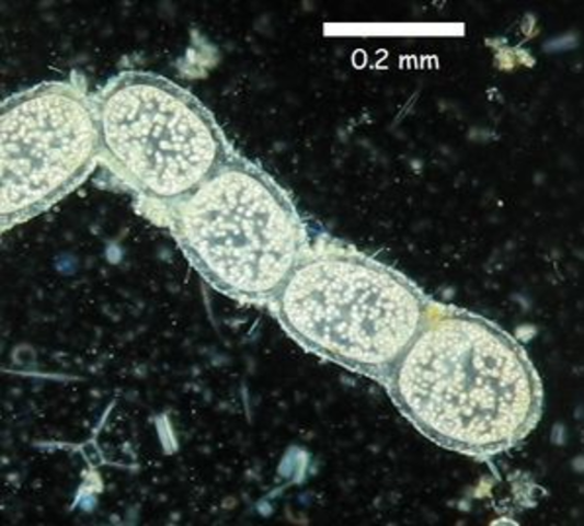 Se descubre la bacteria gigante Thiomargarita namibiensis.