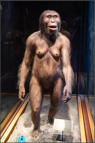 Australopithecus afarensis