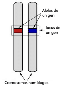 Cromosomas en la Herencia