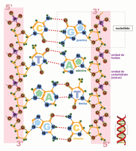 Estructura Molecular de los Ácidos Nucleicos
