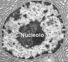 Nucleolo