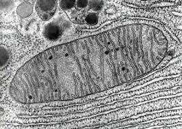Mitocondria