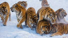 Timeline: Zoo