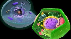 Timeline: Teorías celulares