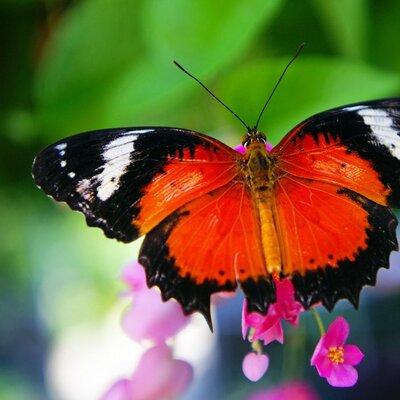 Timeline: Жизненный цикл бабочек