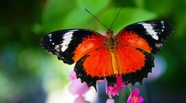 Timeline: Жизненный цикл бабочек