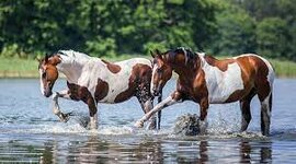 Timeline: Horses