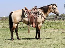 Quarter Horse