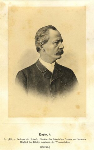 Adolf Engler