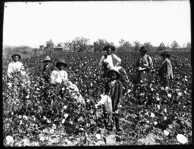 Expansion of Cotton