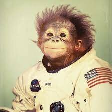 Space monkey