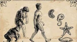 Timeline: Las Teorias de la Evolución