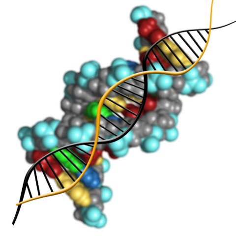 Informacion Molecular