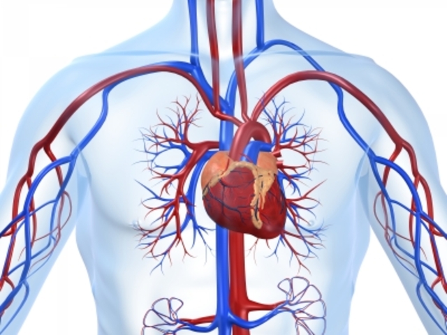 Willam Harvey: Blood Circulation and Heart