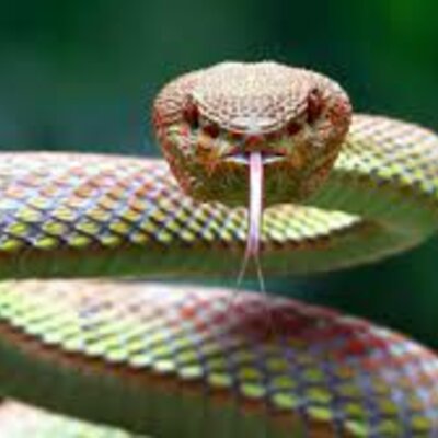 Timeline: Evolución biológica de la serpiente