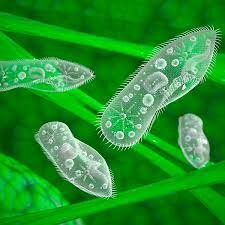 Descubrimiento de Ernst Haeckel sobre el reino protista