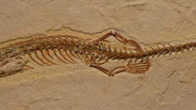 Serpiente de dos patas