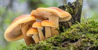Descubrimientos de Robert Whittake sobre el reino de los hongos (Fungi)i)