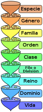 Taxonomía actual