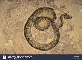 Serpientes sin patas