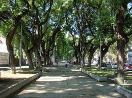 PLANTACIÓN DE ARBOLADO PÚBLICO