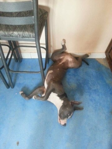 Cuando se murio mi perrita blue