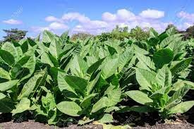 Tobacco