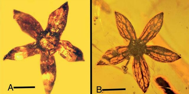 Aparecen las primeras Angiospermas