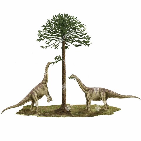 Interacción Dinosaurio- Planta