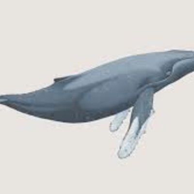 Timeline: Whale Evolution