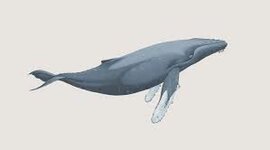 Timeline: Whale Evolution