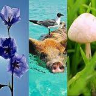 Timeline: Los 5 reinos