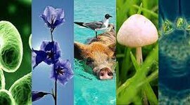 Timeline: Los 5 reinos